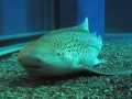 Zebra Shark