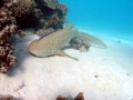Zebra Shark