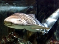 Zebra Shark