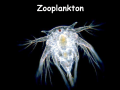 Plankton