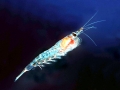 Plankton