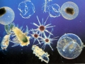 Plankton