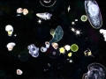 Plankton