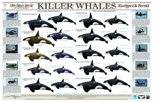 Catalog of differing Orcinus orca 'Killer Whale' Ecotypes & Forms