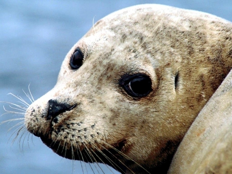 PINNIPEDS – "OCEAN TREASURES" Memorial Library