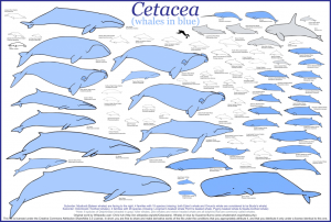 Cetacea_whales-1mup6fr