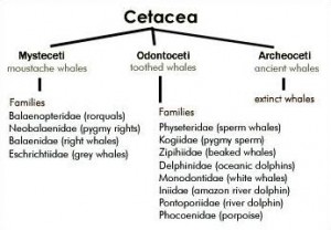 taxonomy