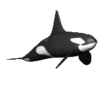 graphics-killer-whale-295292