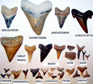 facts-about-sharks-teeth-labeled1