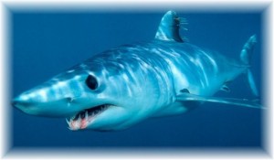 shortfin-mako-shark-622x363