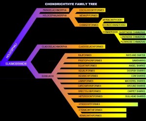 SharkFamilyTree