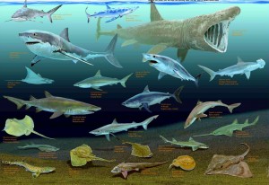 poster_sharks_and_rays