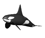 killer-whale