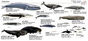 cetaceans