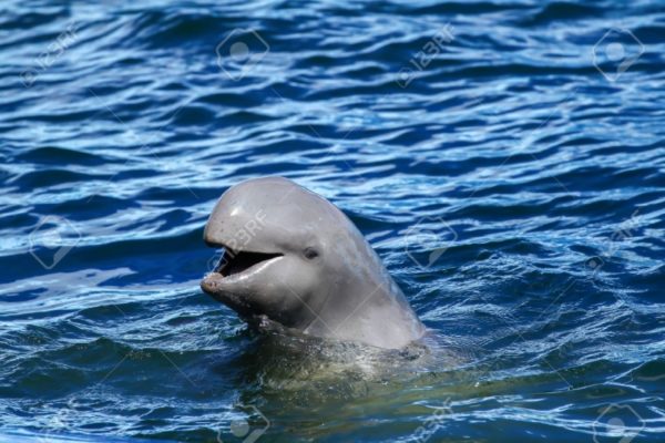 Irrawaddy Dolphin – "OCEAN TREASURES" Memorial Library