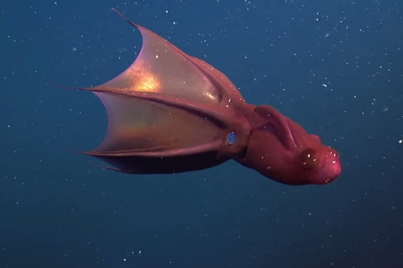 bioluminescent vampire squid