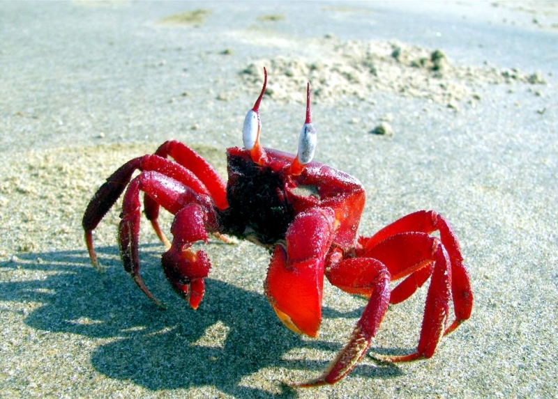 Red Crab – OCEAN TREASURES Memorial Library
