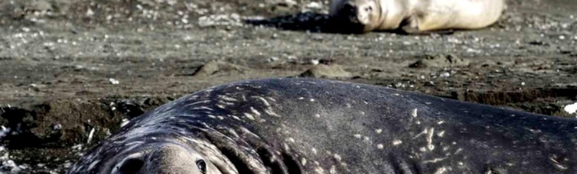 Southern Elephant Seal