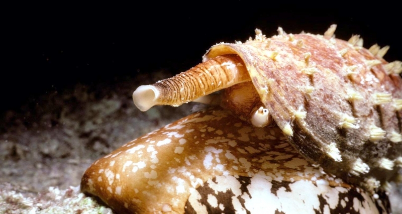 Cone Snail – "OCEAN TREASURES" Memorial Library