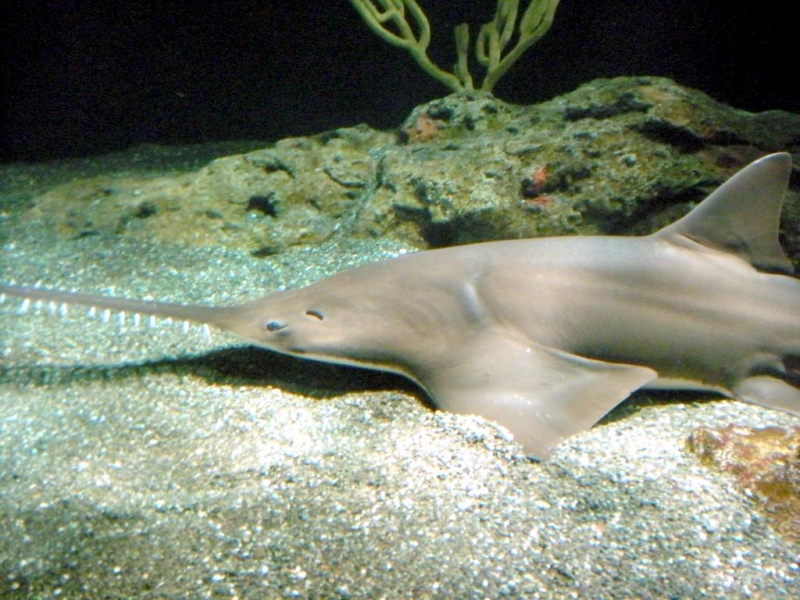 Saw Shark – "OCEAN TREASURES" Memorial Library