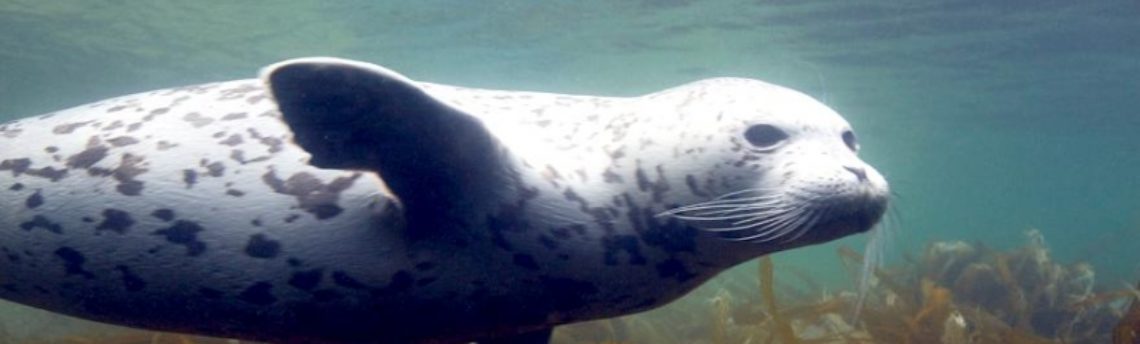 Spotted Seal