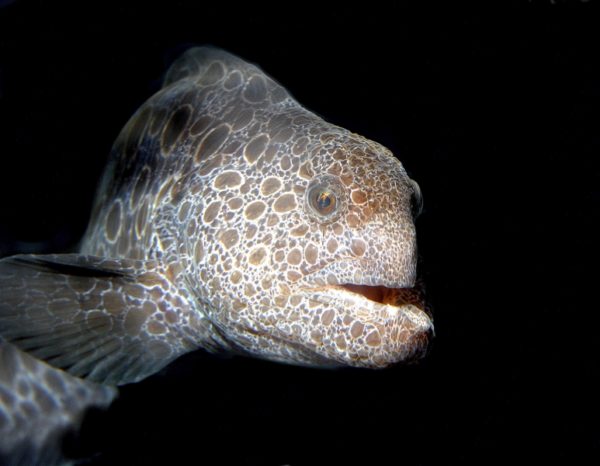 wolf eel dangerous