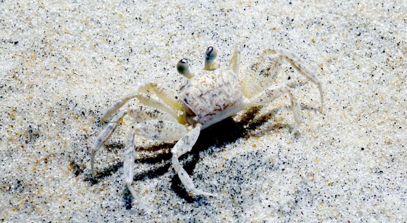 Ghost Crab – OCEAN TREASURES Memorial Library