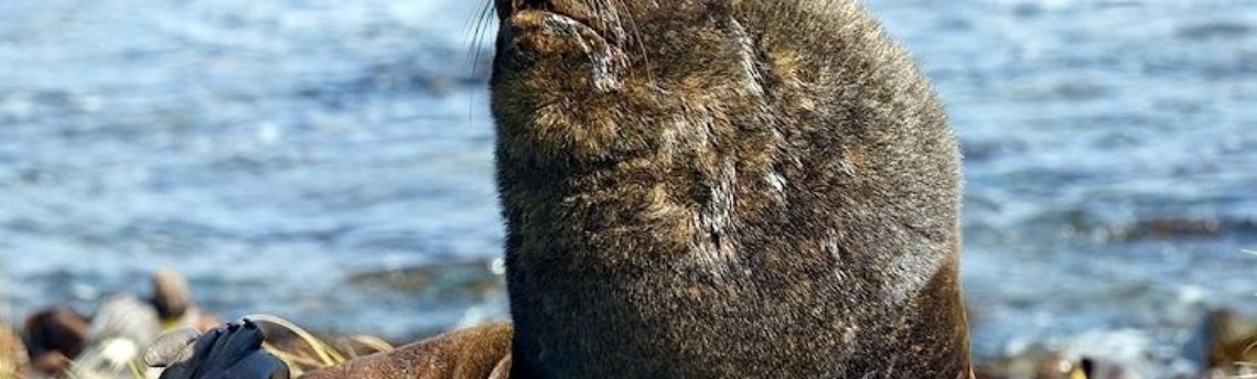 Southern Sea Lion