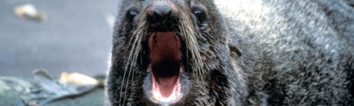 Northern Fur Seal