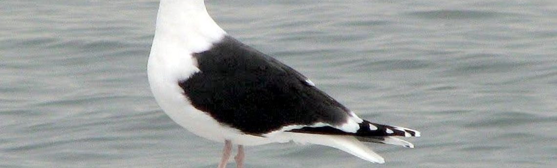 Black-back Gull