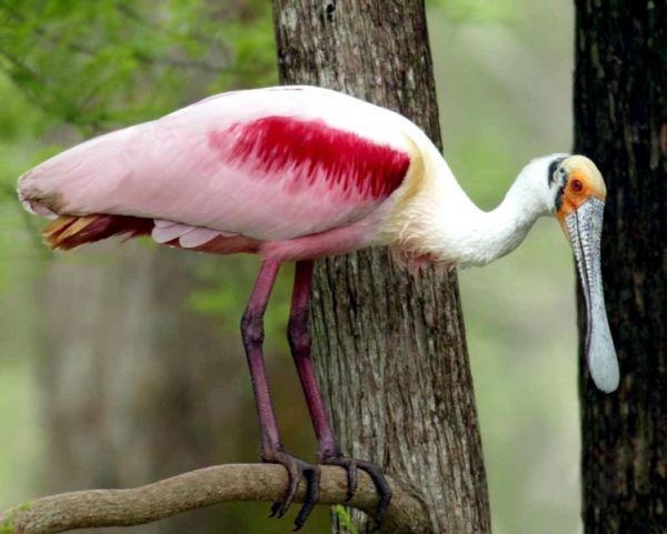 Roseate Spoonbill OCEAN TREASURES Memorial Library   Roseate Spoonbill M17 67 675 L 1 600x481 