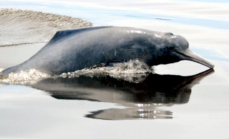 pronunciation of ganges river dolphin