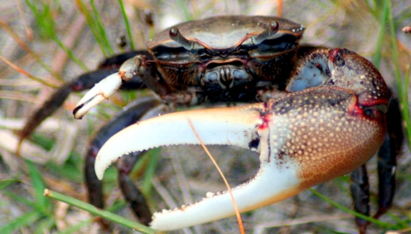 Fiddler Crab – "OCEAN TREASURES" Memorial Library