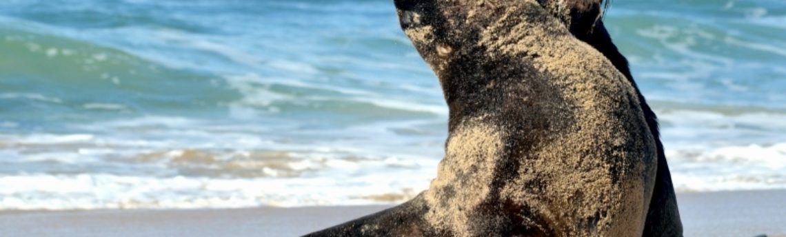 New Zealand Sea Lion