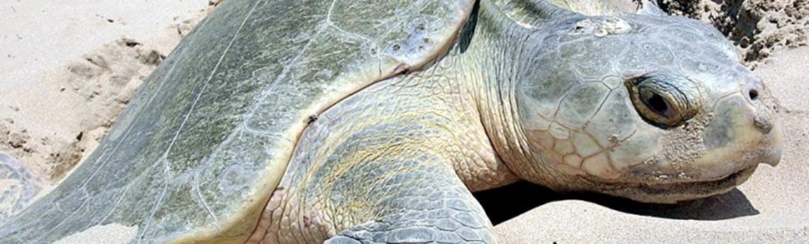 Kemp’s Ridley Sea Turtle