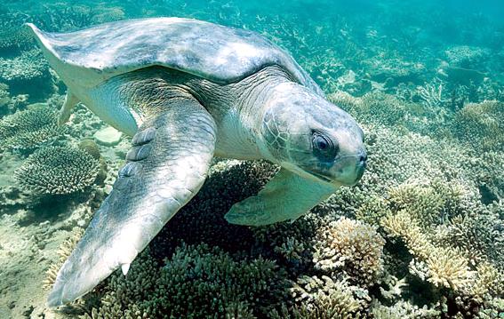 Flatback Sea Turtle – "OCEAN TREASURES" Memorial Library
