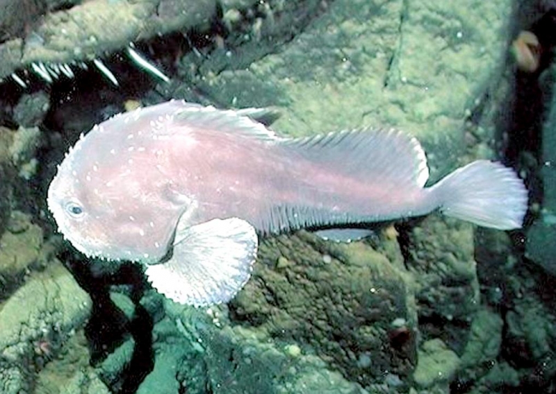 Quite Interesting on X: The blobfish (Psychrolutes microporos) is