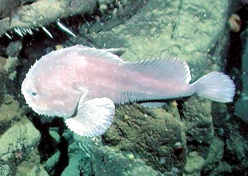 How a Blobfish (a Deep Sea Fish) Looks with and without the