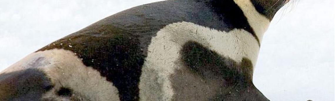 Ribbon Seal