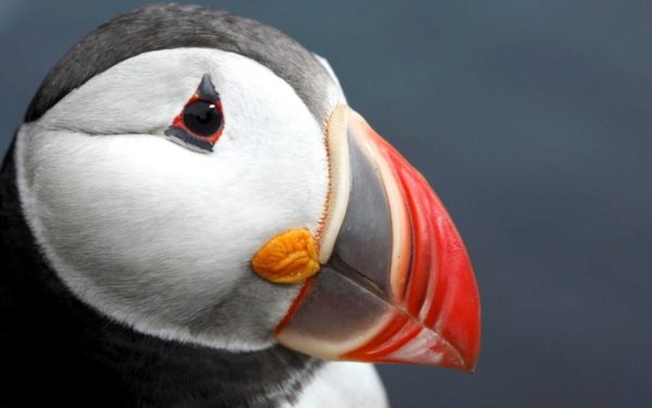 puffin teddy bear