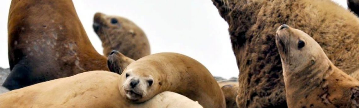 Northern Sea Lion