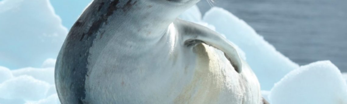 Ross Seal