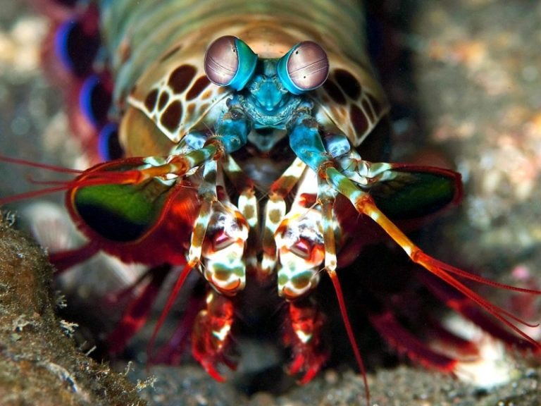 Mantis Shrimp – 