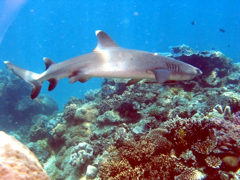 Whitetip Reef Shark – "OCEAN TREASURES" Memorial Library