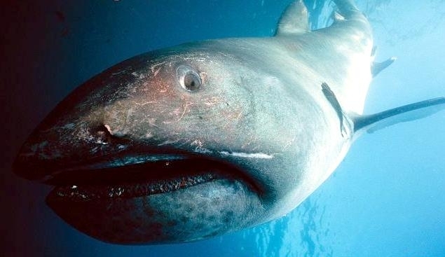 Megamouth Shark « 