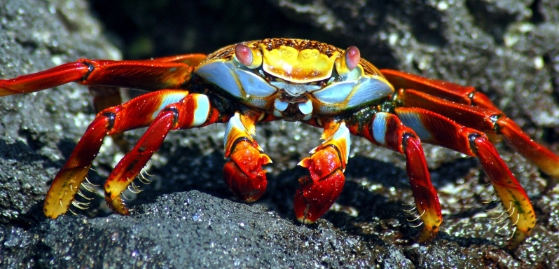 Sally Lightfoot Crab « 